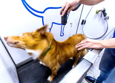 Wash Dog EXPRESS Wodzisław Śl. samoobsługowa myjnia dla psa